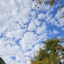 산골텃밭소식. 오랫만에 바쁘고 아프고 정신차리니 한해가 가내요. 이미지