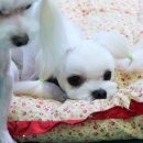 애개 하우스 이미지