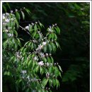괴불나무.붉은병꽃나무(인천대공원)...2024.5.8 이미지