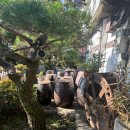 수인씨의마당 | [남양주] 시래기 요리 맛집-수인씨의 마당 내돈내산 방문후기