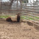 무학사슴농장 이미지