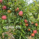 가을자두(추희) - 이미지