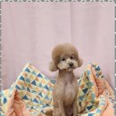 키티앤퍼피 네이버블로그