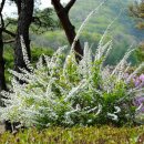 나무사이로 이미지