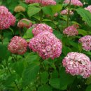 베짱이정원 이미지