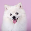 강아지집 이미지