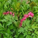 낭천농장 Daum카페