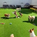 아이조아 이미지