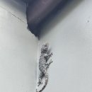 스파아이르