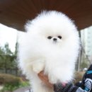 라페트 폼 이미지