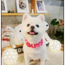 개스트 그루밍 이미지