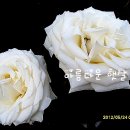 백장미