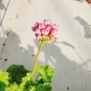 도시의 빛 | 부산 미래화훼단지 - 영업시간과 방문후기 (꽃시장)