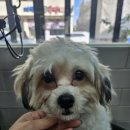 명지애견 이미지