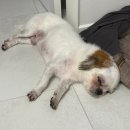 한스펫살롱 이미지