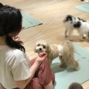 힐링퍼피 | 퍼피요가 하면서 심쿵사할뻔 그리고 나의 먹부림 일기