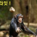 비씨드림