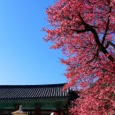 별,바람,꽃길 | [#2]2026년 봄마중_통도사 홍매 자장매 만천홍매 분홍매 '26.2.19(목)