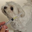 제마동물병원 이미지