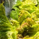 한농종묘농약사 이미지