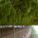 머루다래 이미지