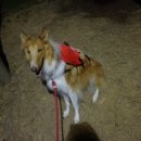 요술강아지 이미지