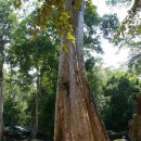 [캄보디아] 타프롬(Ta Prohm)사원 이미지