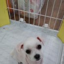 똥깡아지애견샵 이미지