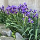 중도매인11호 이미지