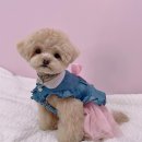 영블리 펫살롱 이미지