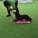 위드온 반려견 교육센터 이미지