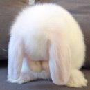덕분 Daum카페