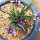 매화목장 이미지