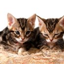 카카오N동물병원 이미지