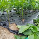 귀산 농장 이미지