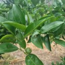 대유농장 이미지