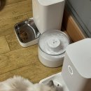 펫 뜰 | 고양이 강아지 자동급식기 바램펫 밀리 실사용 후기