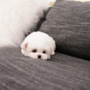 펫 갤러리아 이미지