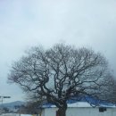 백련농장 이미지