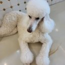 놀다가시개 | 김천 애견카페 놀다가시개 다녀왔어요