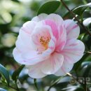 완도수목원 이미지