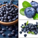 한국의 자원식물. 젊음을 주는 보라색 진주, 블루베리[Blueberry] 이미지