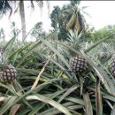 아나나스 이미지