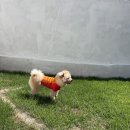 부엔 페로 | [일랑] 강아지 아쿠아수업 2회차 - 해운대 부엔페로