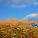 삼락강변공원 이미지