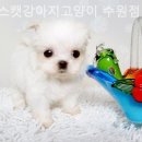 독스캣 강아지고양이 수원점 | 독스캣강아지고양이 수원점 눈을 마주치자마자 운명이라 느낀 순간