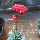 분홍공주 이미지