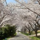 조명군총 이미지