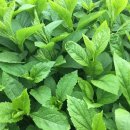 부지깽이 이미지