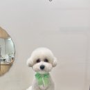 댕화살롱 이미지